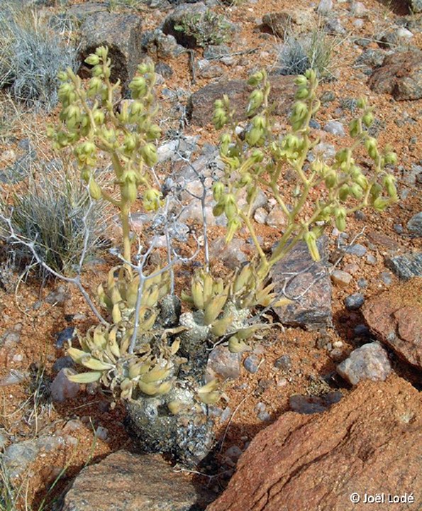 Tylecodon rubrovenosus, Gamsberg RSA JLcoll.4440